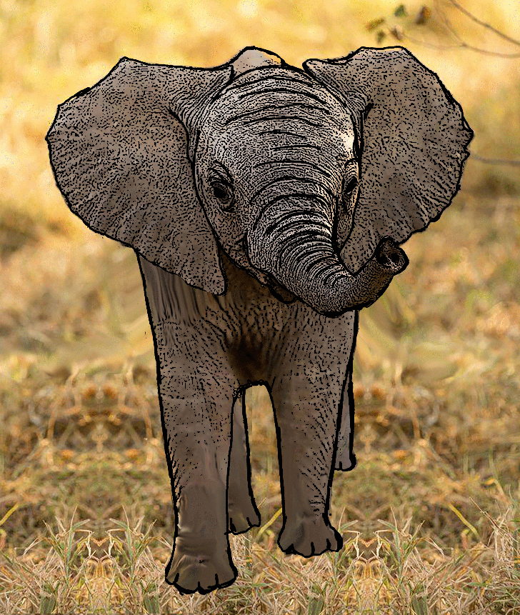 elephantwalk.gif