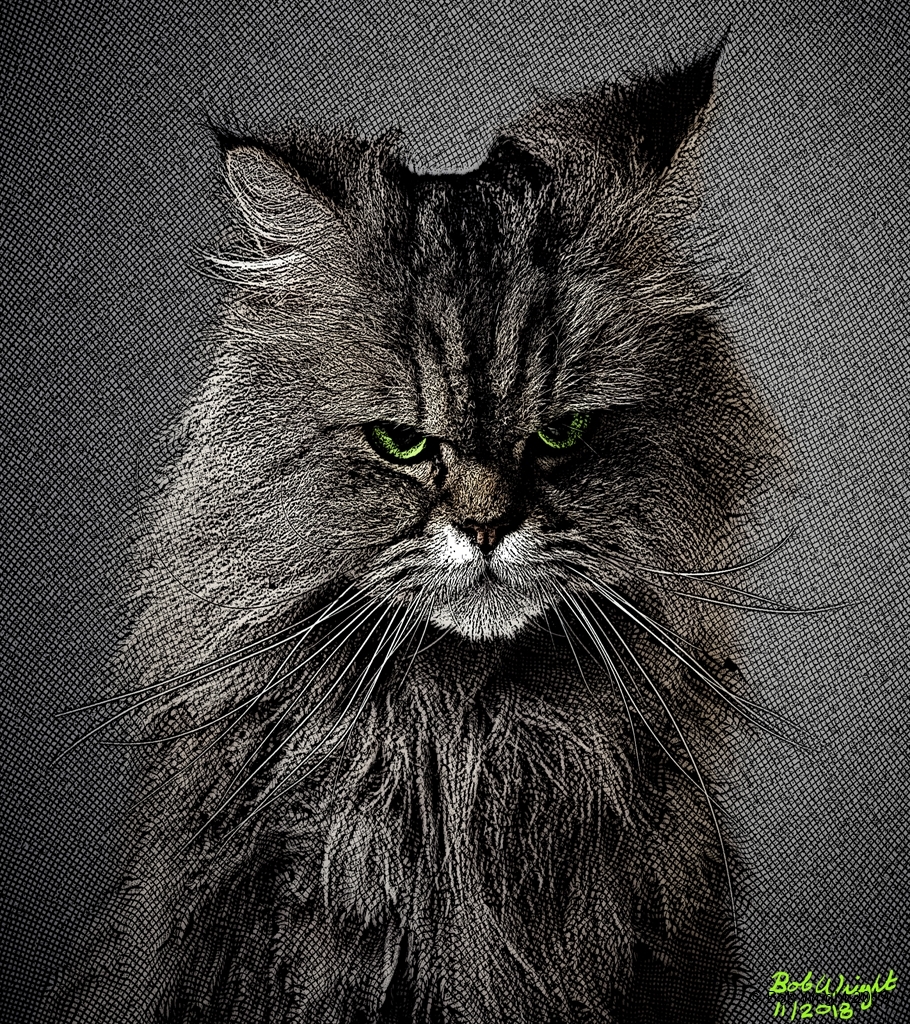 unhappy cat.jpg