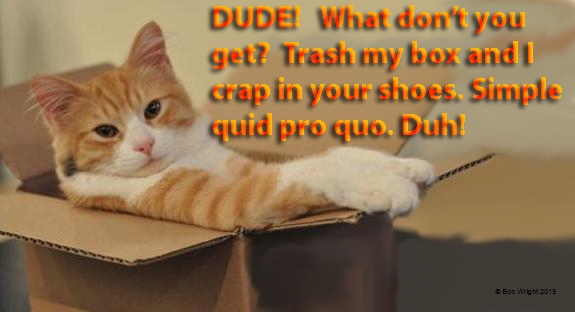 cat in a box6.jpg