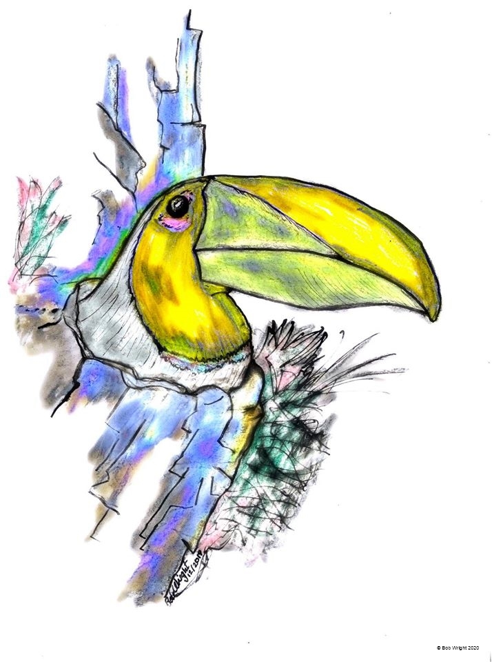 Toucan.jpg