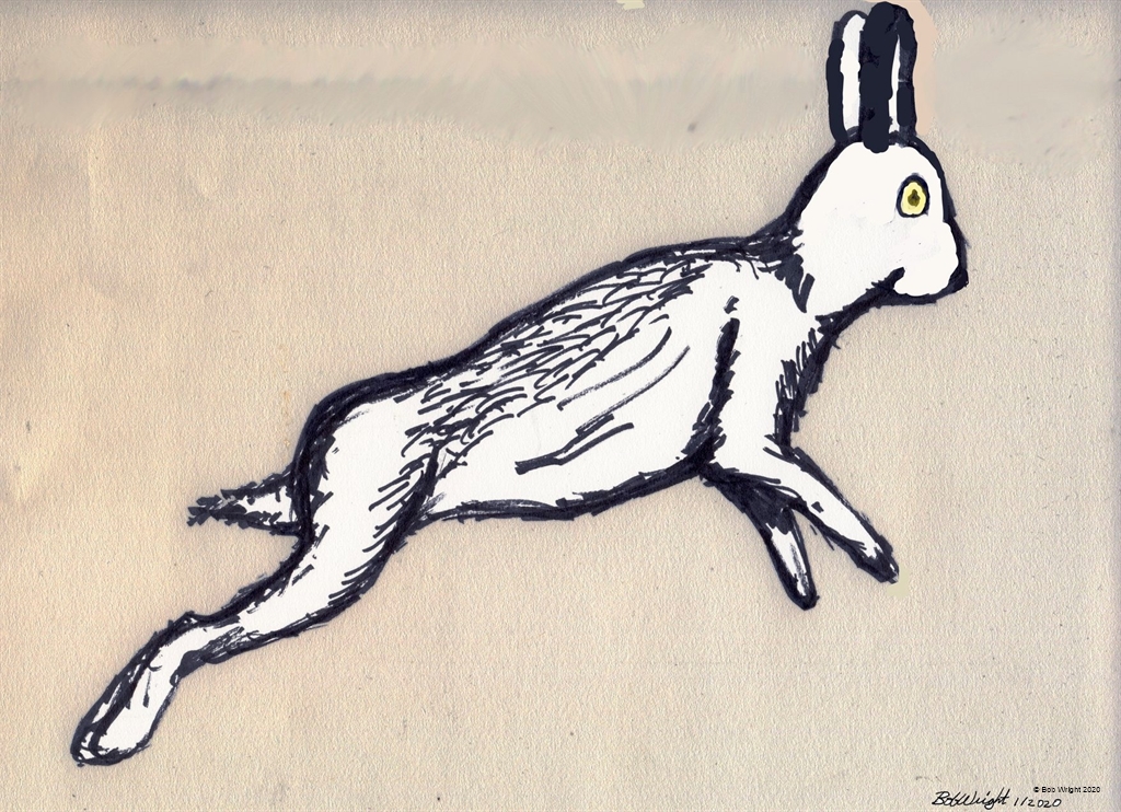 Sharpie Hare.jpg